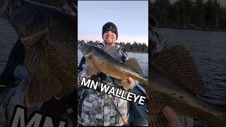Late Fall Walleye just before we start walking on ice! #fall #walleye #fishing #MN #fun