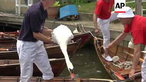 The royal tradition of counting the Queen's swans - DayDayNews