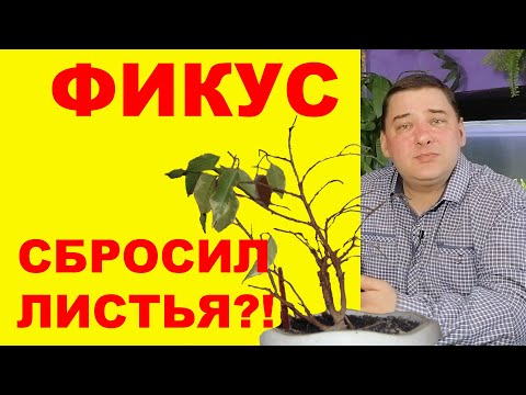 Фикус сбрасывает листья. Что делать?! [6 причин]