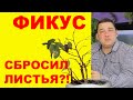 Фикус сбрасывает листья. Что делать?! [6 причин]