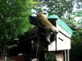 Monkeys at the snake temple in penang part 1