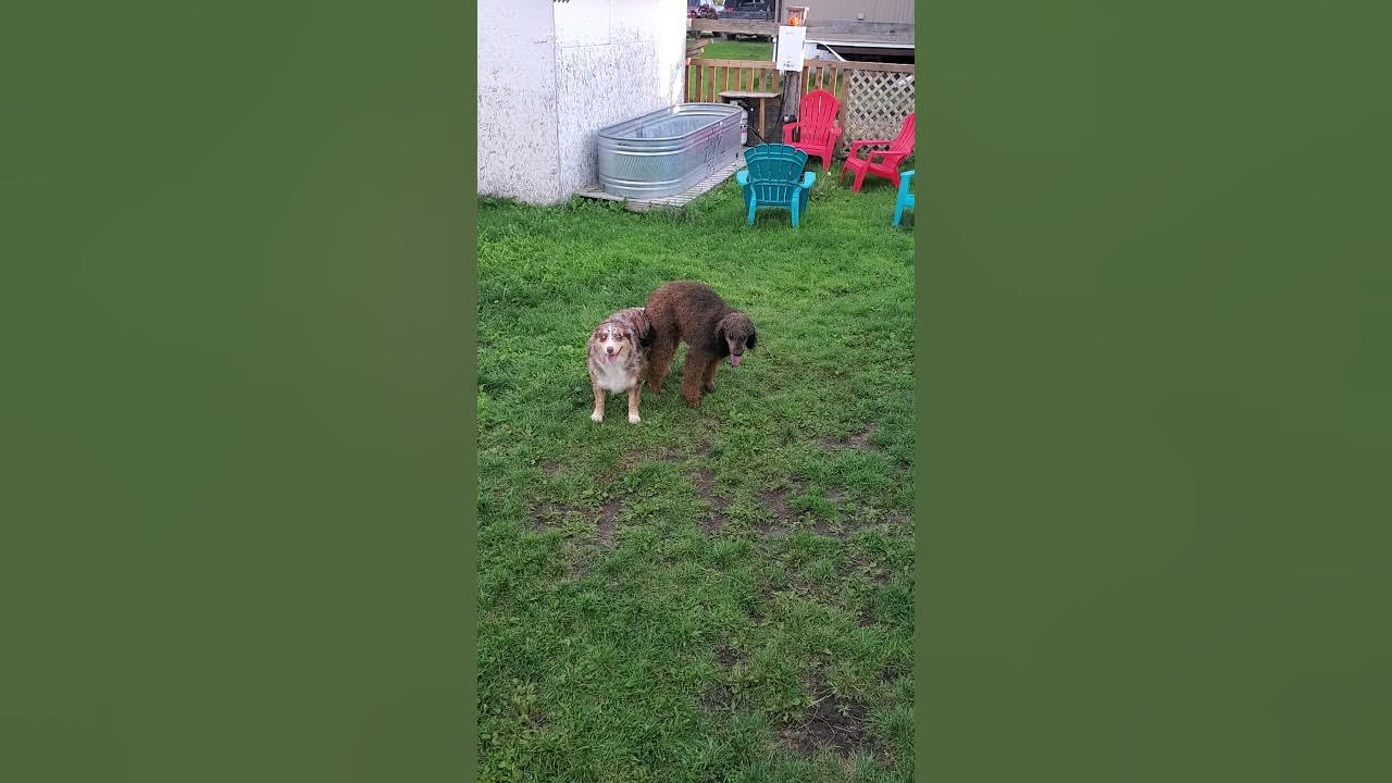 Breeding for small standard F1 Aussiedoodle's. (5th breeding tie) YouTube