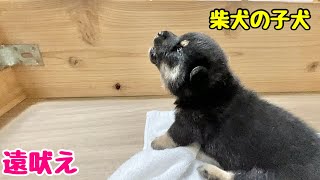 【柴犬 子犬】よく喋るようになって遠吠えも披露する子犬