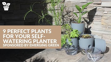 9 Plants for your Self-Watering Planters