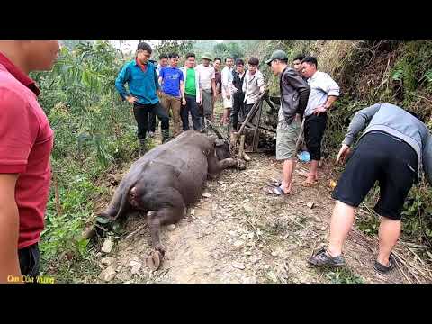 Trâu Rơi Xuống Vực Từ Độ Cao Trên 20 Mét Sẽ Ra Sao | Con Của Rừng