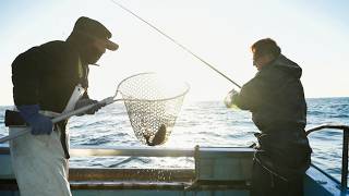 冬メジナの白子が食べたい痛風覚悟で釣りに出る漁師の休日