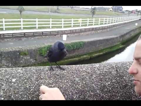 Karmienia kawki - feeding jackdaw in Courtown