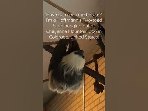 Hoffmann’s Two-toed Sloth At Cheyenne Mountain Zoo In Colorado United