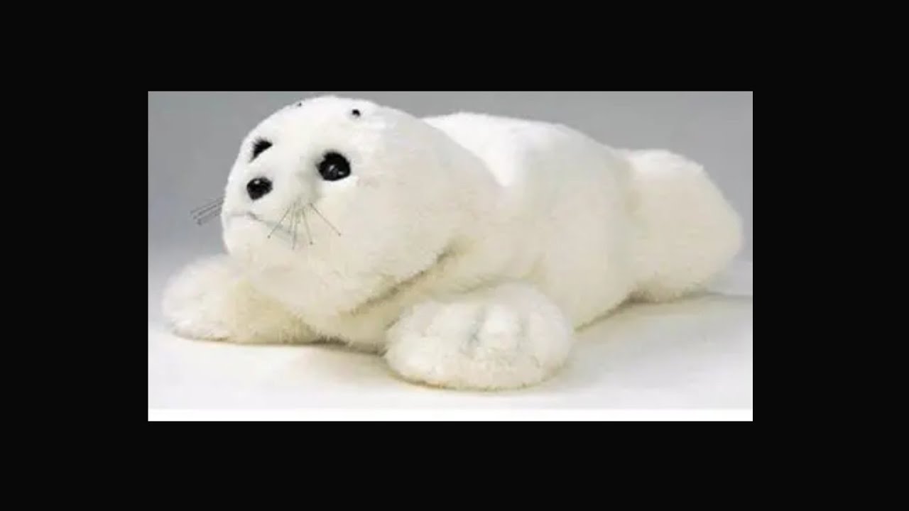 Nov.17th, 2025   Meet PARO, the Therapeutic Robot