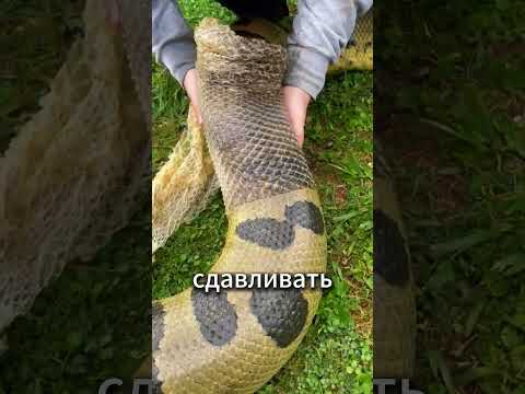 Почему змеи сбрасывают кожу? Причина шокирует! 🐍🦺😱 #животные