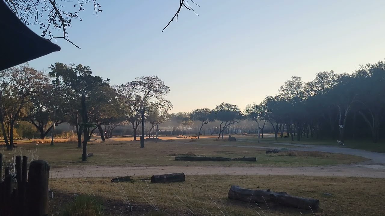 📍 You Are Here - Animal Kingdom Lodge - Ten Minutes of Sunrise over the Savanna at Jambo House