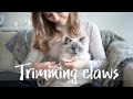 How to trim cat's claws? | Ragdolls Pixie and Bluebell