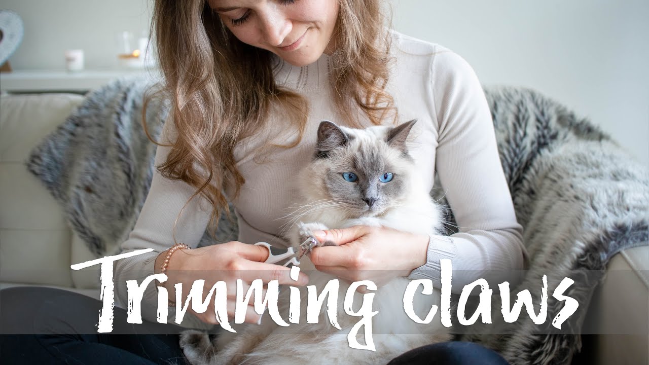 How to trim cat's claws? Ragdolls Pixie and Bluebell YouTube