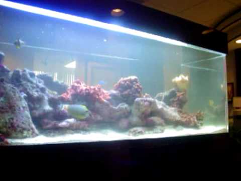 250 Gallon Reef Aquarium - YouTube
