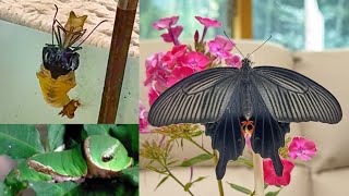 からすあげは クロアゲハ：サナギから蝶へ大変身🦋From Leaf to Light - YouTube