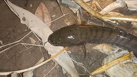 Những chuyến cắm câu đêm đầy trải nghiệm bằng mồi dế thịt  - tập 37