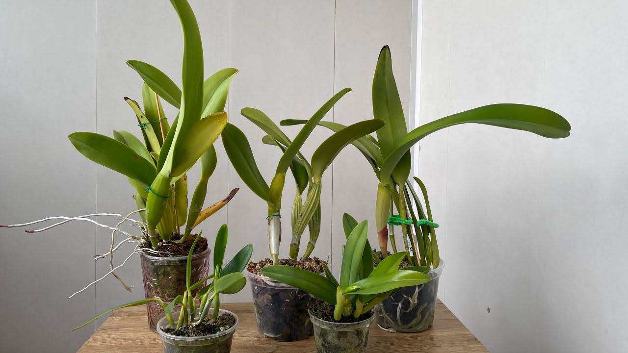 Орхидеи с бутонами или мои цветочные ожидания!