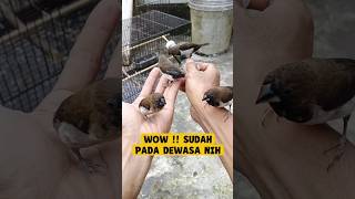 Wow !! sudah pada dewasa rawatan anak burung emprit