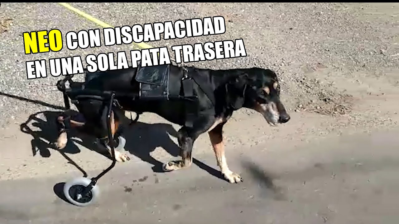 Carrito para perros de 4 ruedas Run Again! 