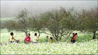 Vietnam Travel | Moc Chau  a plateau of flowers