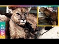 Liberación de Mufasa: el puma de circo encadenado