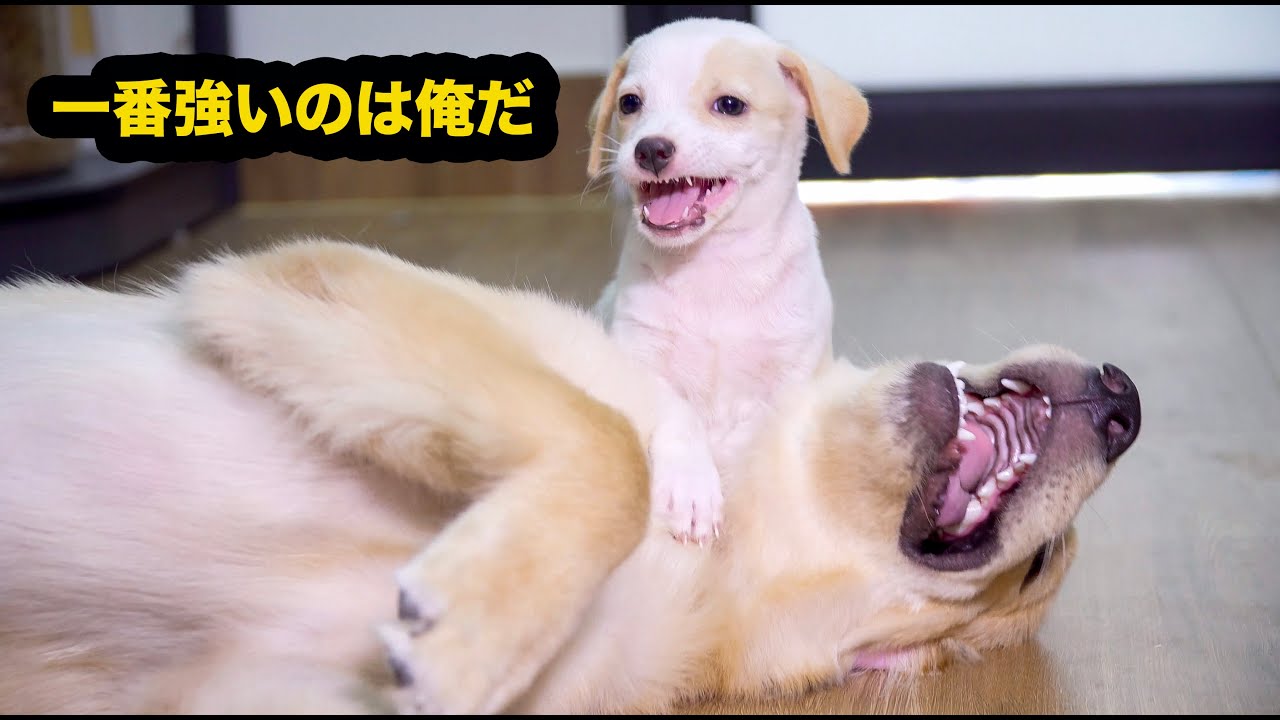 新入り子犬に何されても怒らないゴールデンレトリバー・噛まれてるの痛そうけど、我慢するのが偉い YouTube