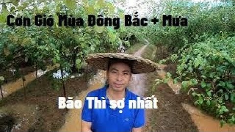 Mưa Thôi - Đừng Bão I Nui Doi Luc Ngan 98