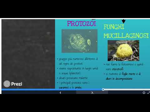 Video: Miglioramento Della Biomassa E Dei Lipidi Nell'alga Marina Da Parte Di Un Fungo Endofitico Piriformospora Indica