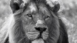 Lion Sounds 🦁 Powerful Roars & Relaxing Nature Sounds