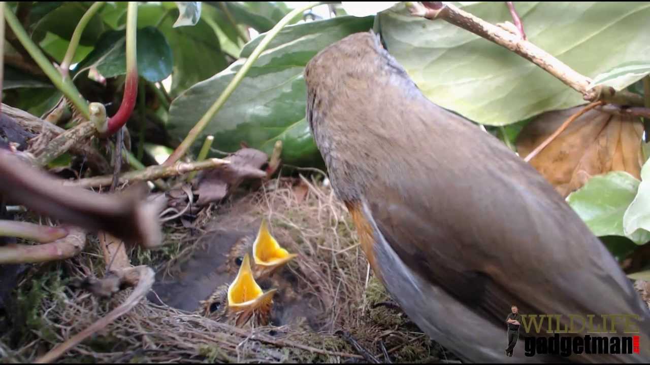 camera iphone 8 plus apk RobinCam 2013 Feeding & Food Pass Compilation 3