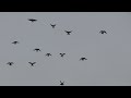 Полеты на Марганецком голубедроме  в сильный ветер  17  01 22 г