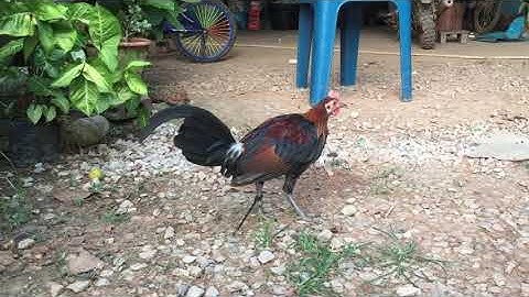 Ntsuag lau qaib qus pom1(ลูกผสมไก่ป่าน้ำ1)