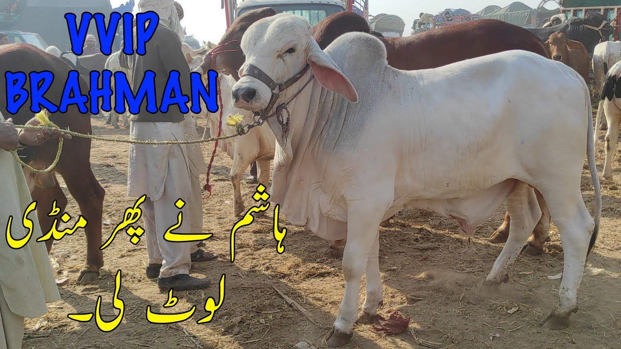 Hashim Nay 3 Top Class Bachry Mandi Main Utary Vip Brahman Bull @SSTvs ...