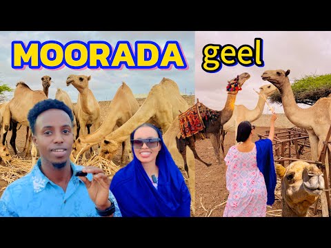 WAXAN BOQDAY MORADA GELA GABDHA RABO 100 HALAAD IN LAGA BIXIYO 