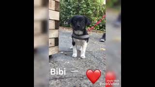 Welpe Bibi Jack Russell Puppy