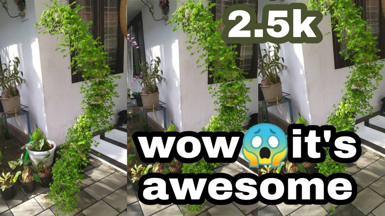 coconut shell hanging pots creation 