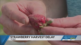 SC farm delays strawberry picking after hail storm