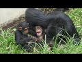 愛が溢れるチンパンジー💖1時間45分（Chimpanzees overflowing with love💖1 hour 45 minutes）　多摩動物公園　チンパンジー　　2021081