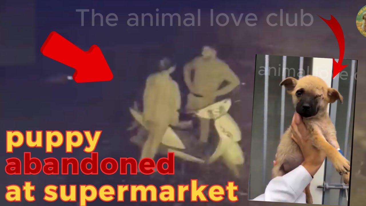Shopkeepers Rescue Injured Puppy Abandoned in Crate | puppy abandoned ...