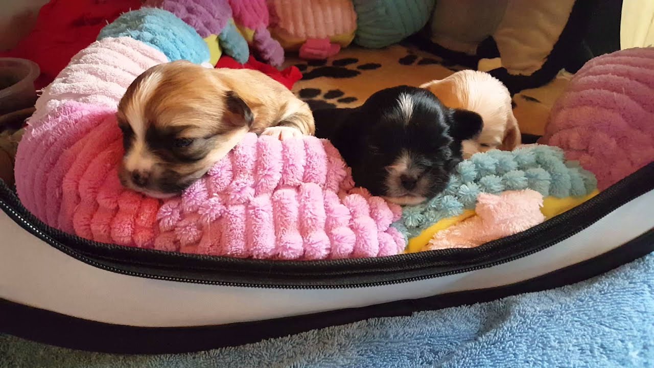 Süßeste Welpen der Welt YouTube