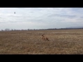 Fácán vadászat Zöldmáli Extrémmel_ Zöldmáli Extreme on a pheasant shoot