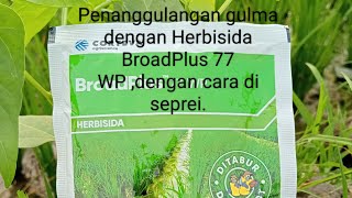 Penanggulangan gulma dengan Herbisida BroadPlus 77WP.#mulyanto SPP-SPMA.#petani tangguh.