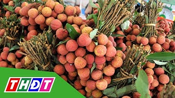 Mở thị trường tiêu thụ cho mặt hàng quả vải và nhãn | THDT