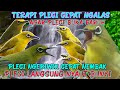 Terapi Pleci Cepat Ngalas Pleci Ngeriwik Cepat Nembak Bikin Pleci Rajin Bunyi