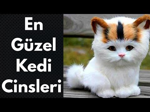 En Tatlı / En Güzel / En Popüler Kedi Cinsleri - Irkları