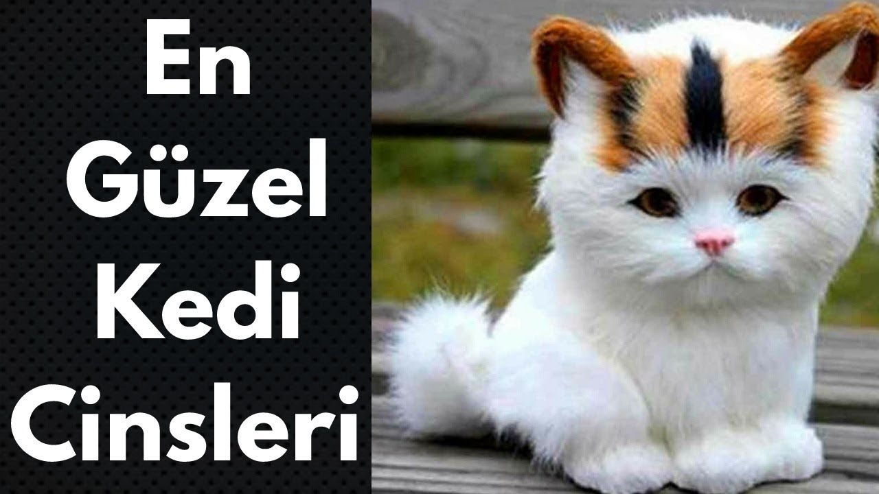 en tatli en guzel en populer kedi cinsleri irklari youtube