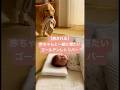 赤ちゃんと一緒に寝たいゴールデンレトリバー🐶 Golden Retriever wants to nap with the baby.