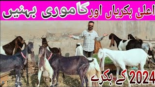 Munir Goat Farm 30-11-23 Kamori Sisters 