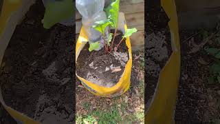Turning Household Trash Into Garden Gold (If You Recycle) you Can Reduce And Reuse World wide
