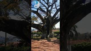 En este pueblo esta uno de los árboles más grandes #ceiba #santander #naturaleza #palmar